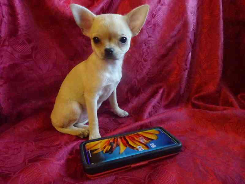 Nabízím štěňátko čivava bez PP, fenečka krátkosrstá. - foto 5