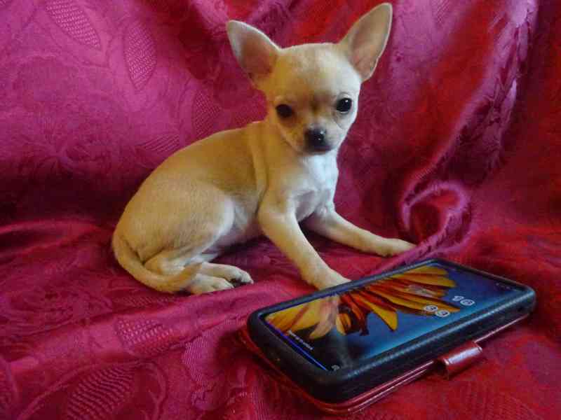 Nabízím štěňátko čivava bez PP, fenečka krátkosrstá. - foto 2