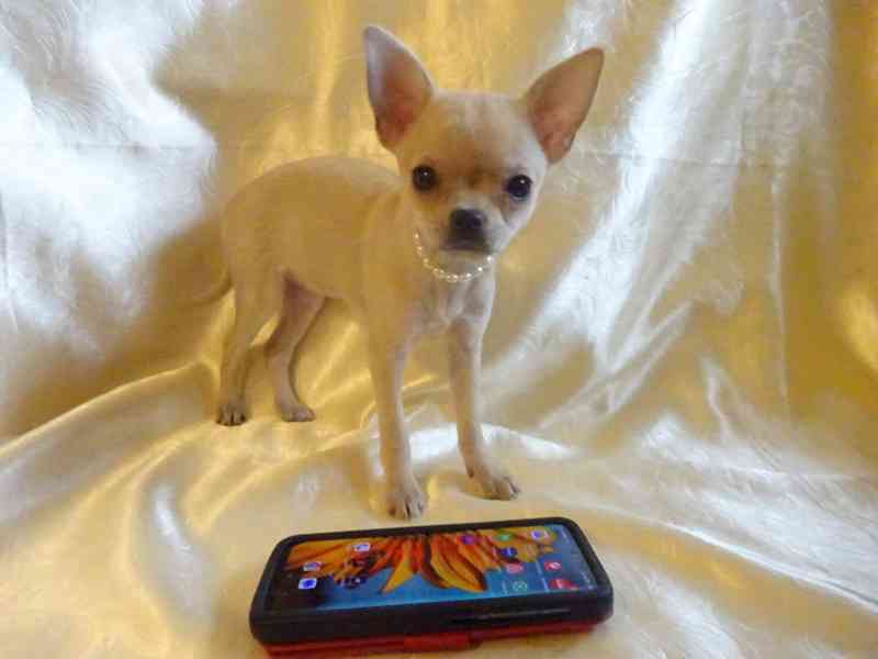 🐶Nabízím štěňátko čivava bez PP, fenečka krátkosrstá  🐾 - foto 1