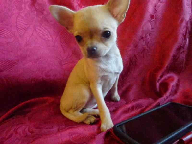 Nabízím štěňátko čivava bez PP, fenečka krátkosrstá. - foto 3