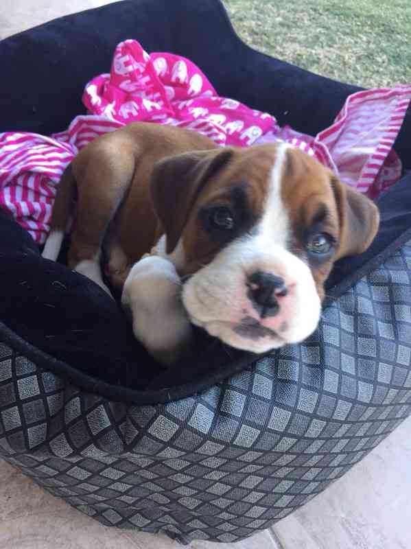 Štěňata boxera k adopci zdarma nyní s pp  - foto 2