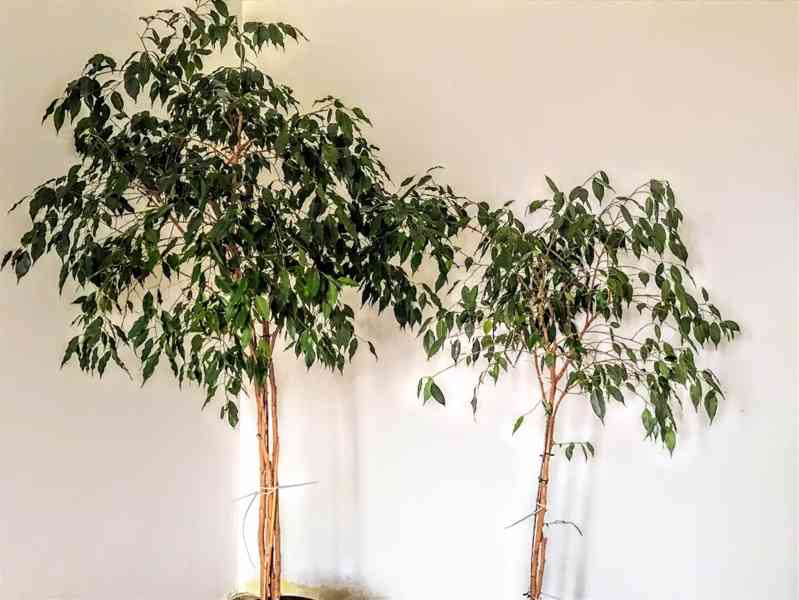 Ficus benjamina - foto 2