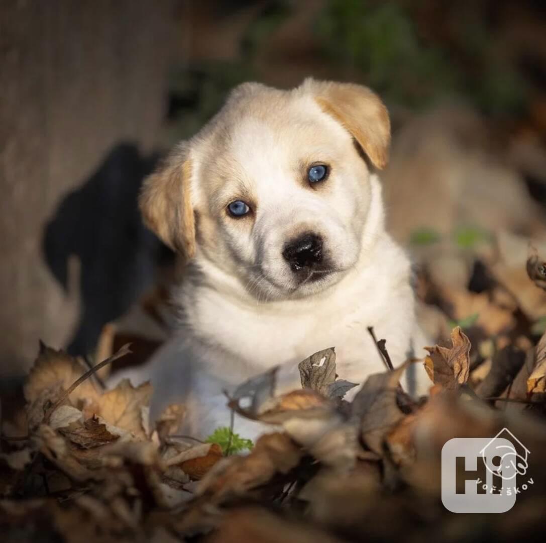 Bungee z útulku Voříškov - foto 1