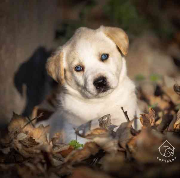 Bungee z útulku Voříškov - foto 1