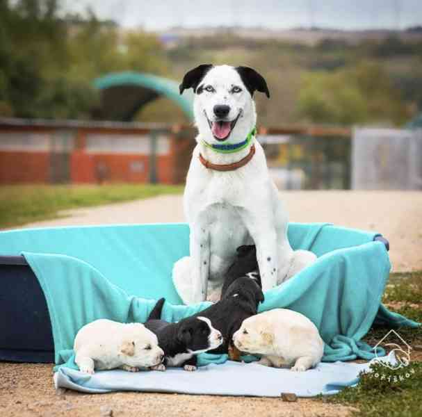 Bungee z útulku Voříškov - foto 4