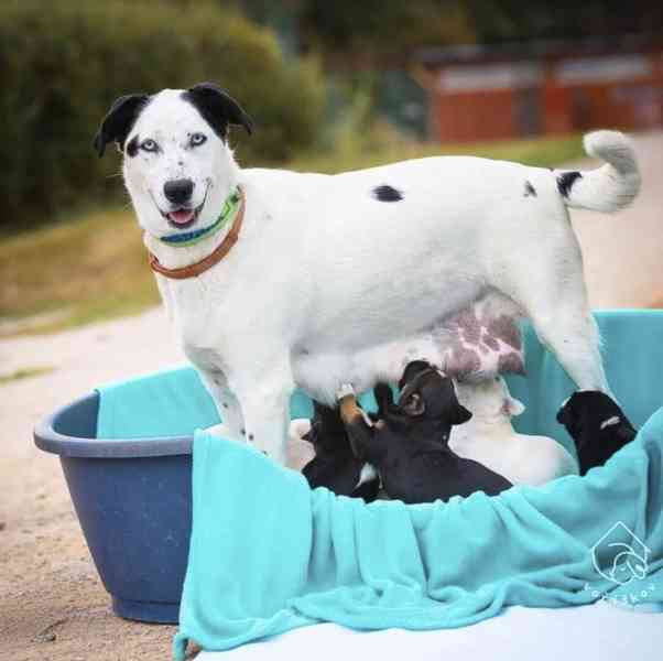 Bungee z útulku Voříškov - foto 5