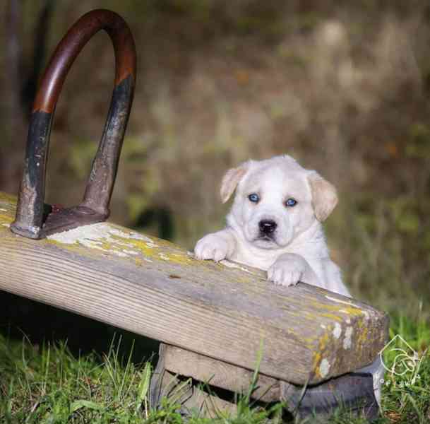 Bungee z útulku Voříškov - foto 2