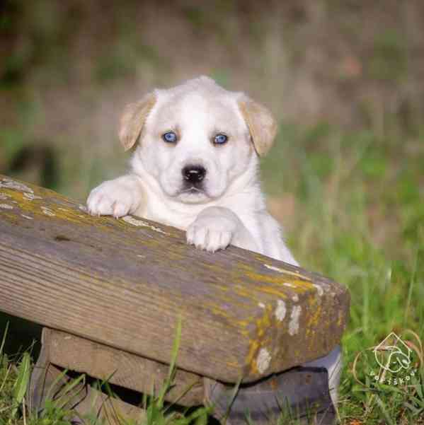 Bungee z útulku Voříškov - foto 3