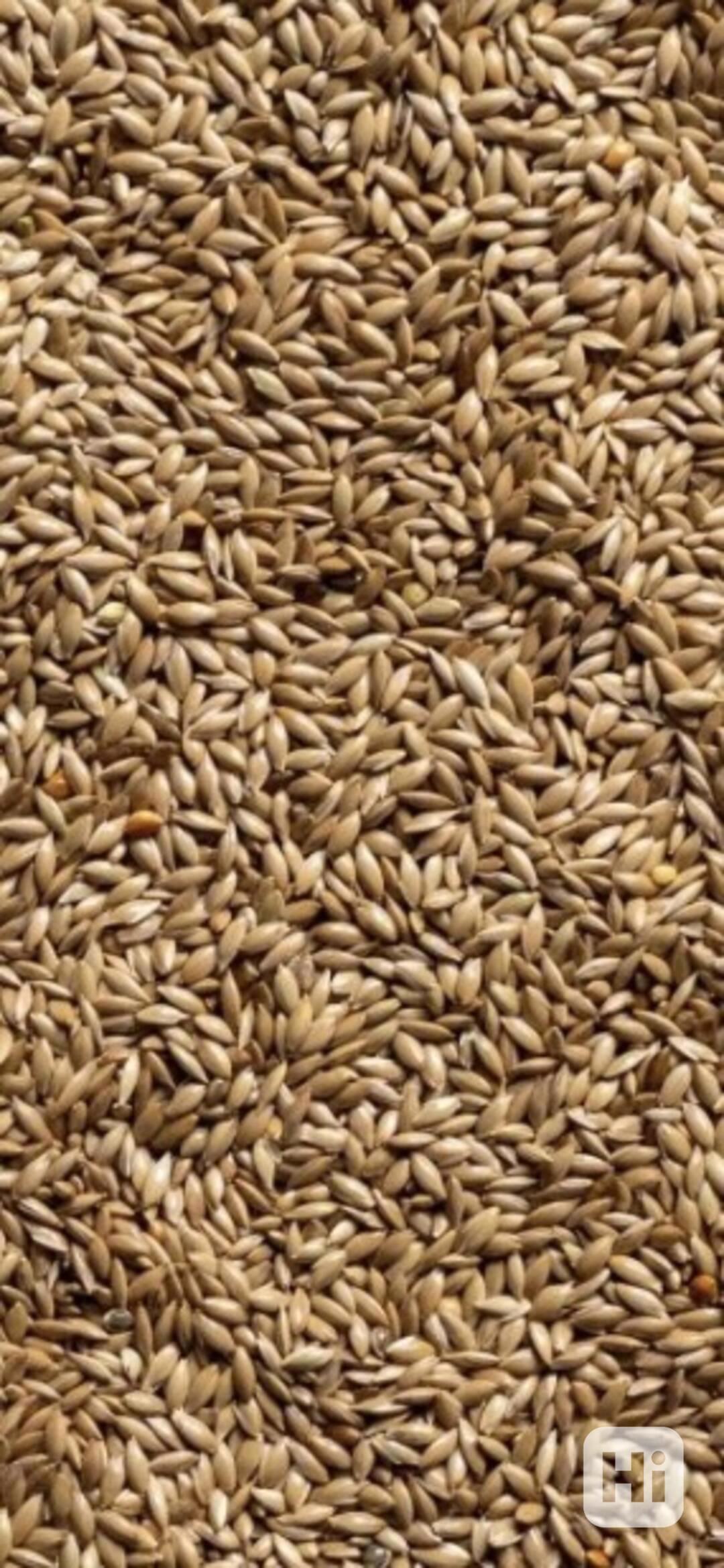 Prodej pšenice, ječmene, kukuřice  - foto 1