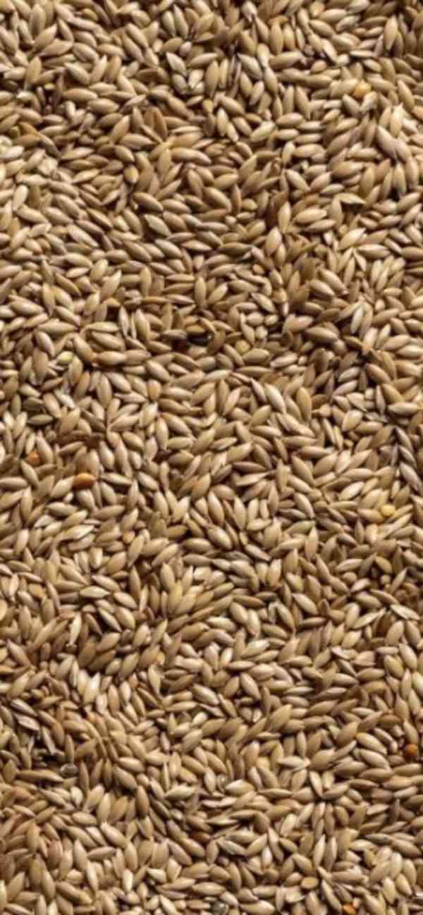 Prodej pšenice, ječmene, kukuřice  - foto 1