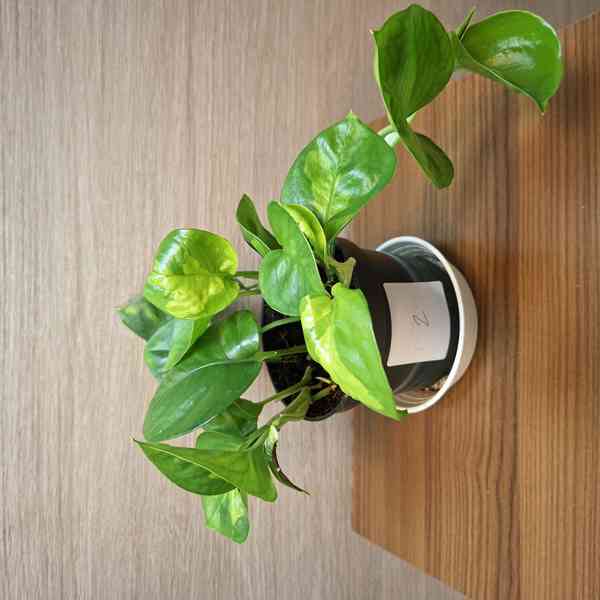 Epipremnum Global Green - foto 2