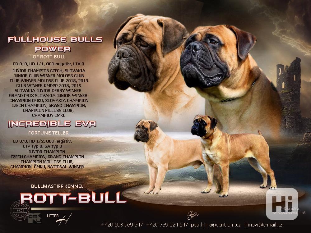 Štěňata Bullmastif  bulmastif Bullmastiv bullmastiff - foto 1