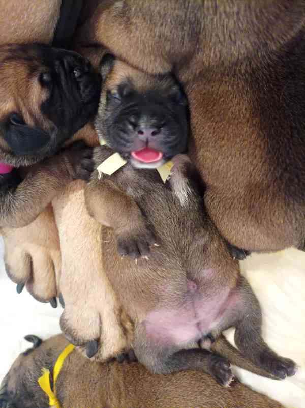Štěňata Bullmastif  bulmastif Bullmastiv bullmastiff - foto 3