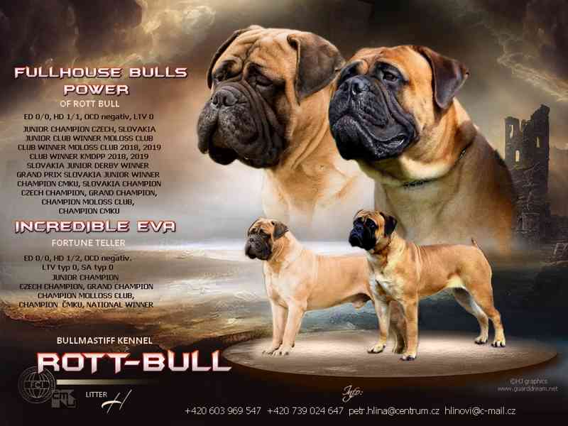 Štěňata Bullmastif bulmastif Bullmastiv bullmastiff - foto 1