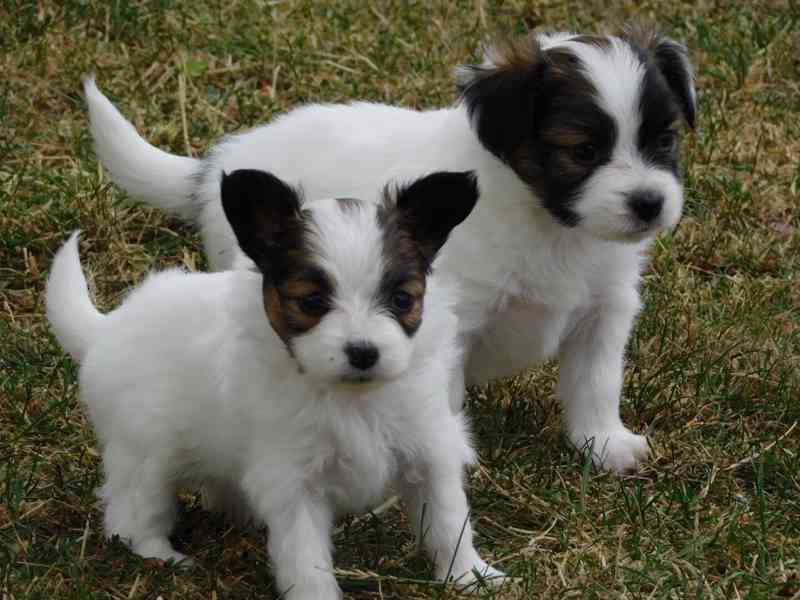 Prodám papillona štěňata s PP - foto 2