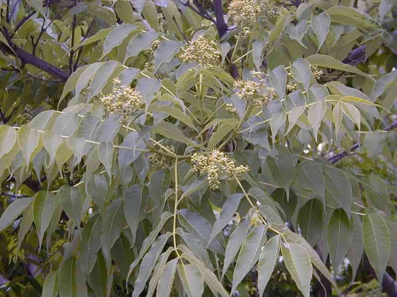 Korkovník amurský (Phellodendron amurense) 30-50cm - foto 3
