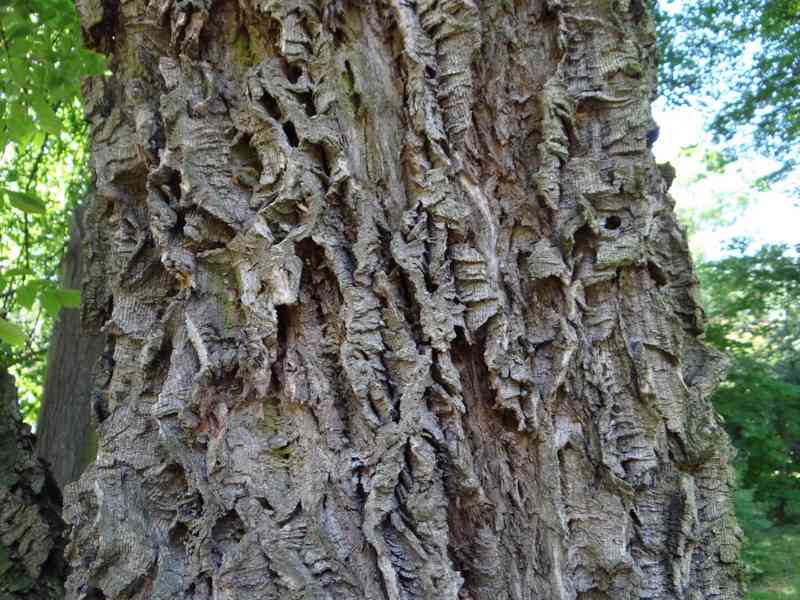 Korkovník amurský (Phellodendron amurense) 30-50cm - foto 1