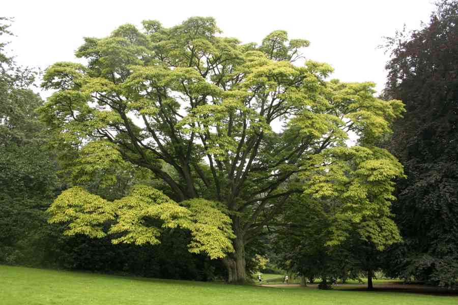 Korkovník amurský (Phellodendron amurense) 30-50cm - foto 4