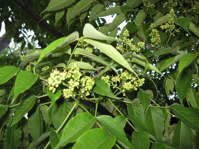 Korkovník amurský (Phellodendron amurense) 30-50cm - foto 5