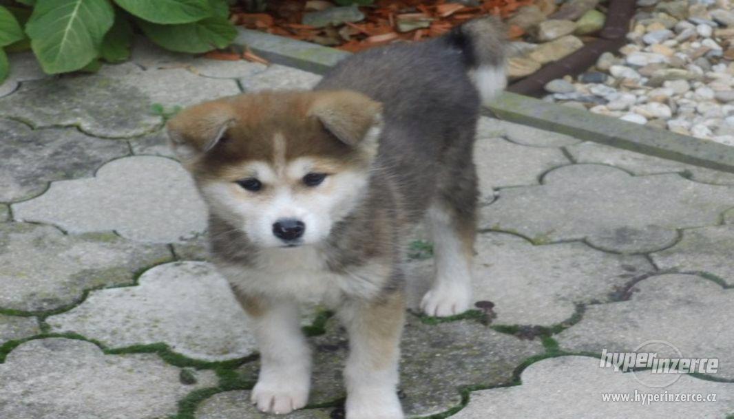 Akita inu fenka bez PP - foto 1
