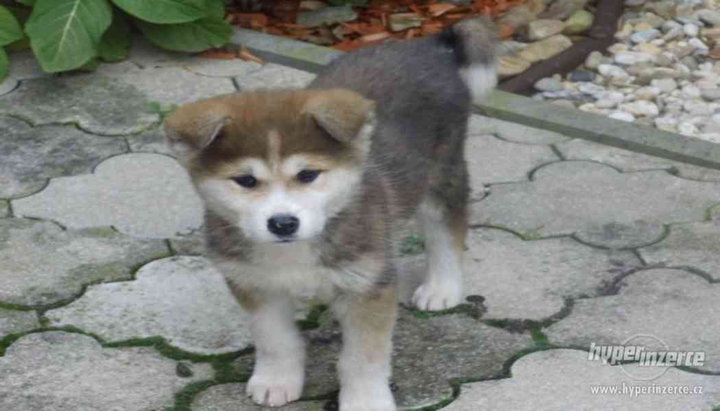 Akita inu fenka bez PP - foto 1