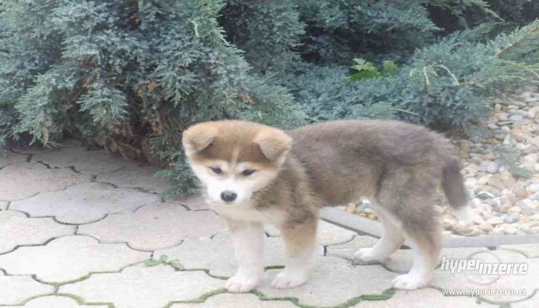 Akita inu fenka bez PP - foto 2