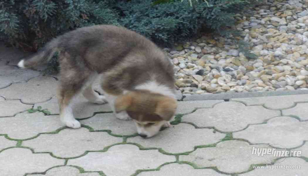 Akita inu fenka bez PP - foto 3