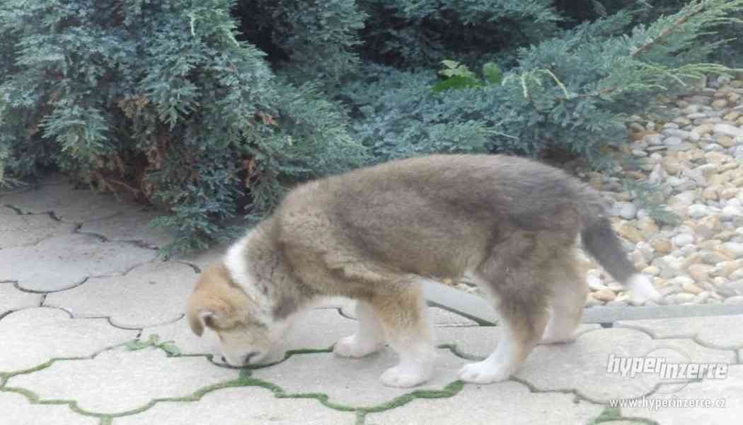Akita inu fenka bez PP - foto 4