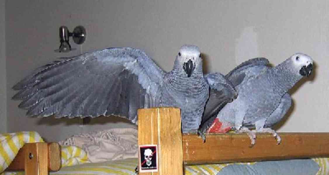  296 Mláďata/dospělí papoušci afrického šedého k dispozici p - foto 3