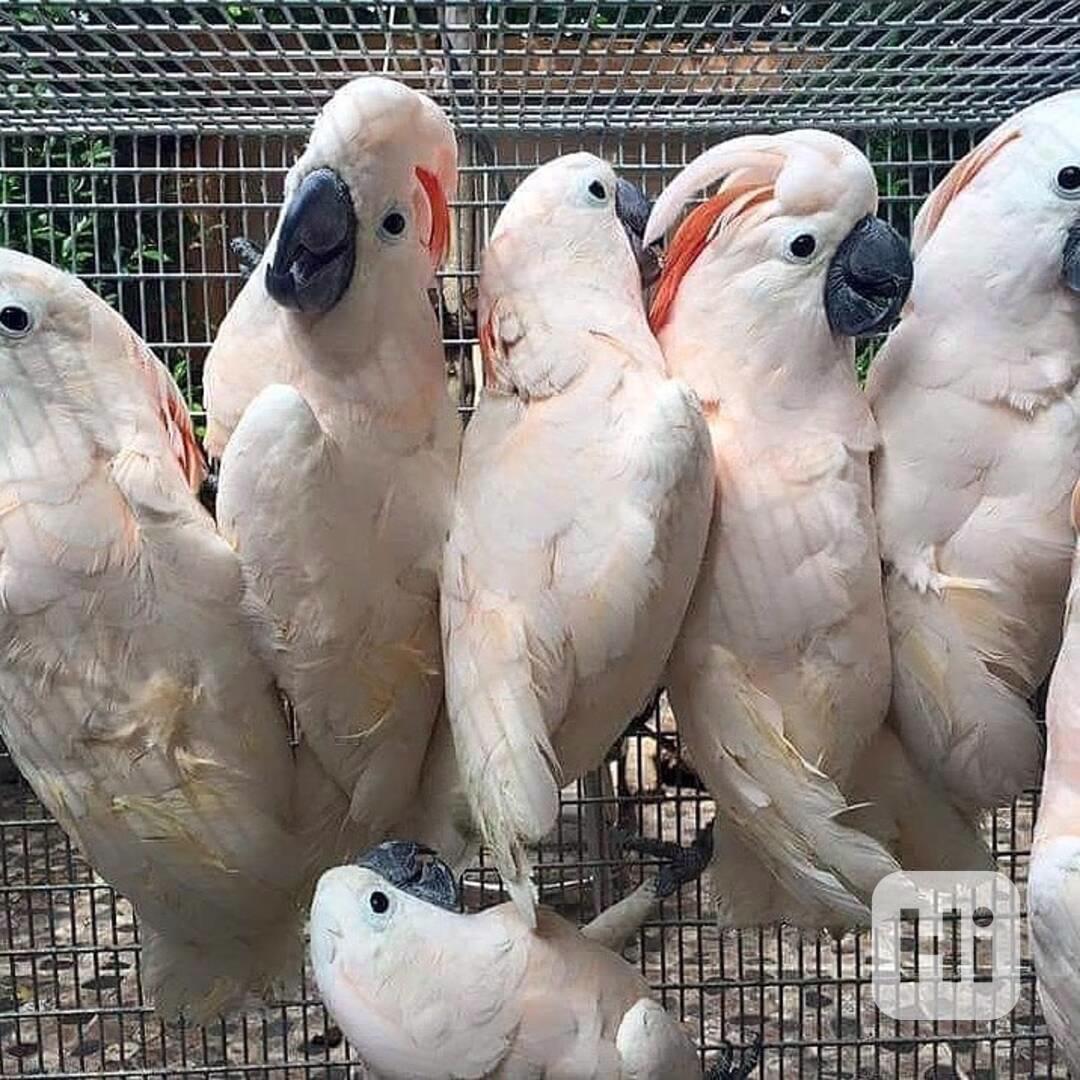 🦜 Krásní mluvící papoušci kakadu - foto 1