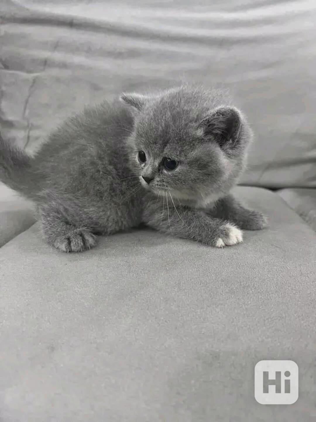 Britská krátkosrstá koťata - foto 1