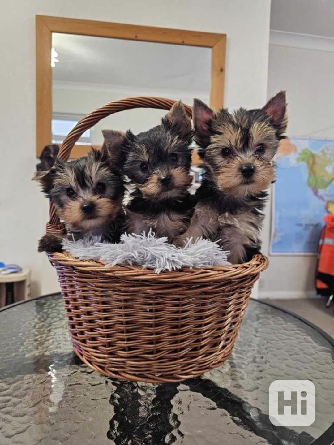 Úžasná štěňátka šálku Yorkie - foto 1