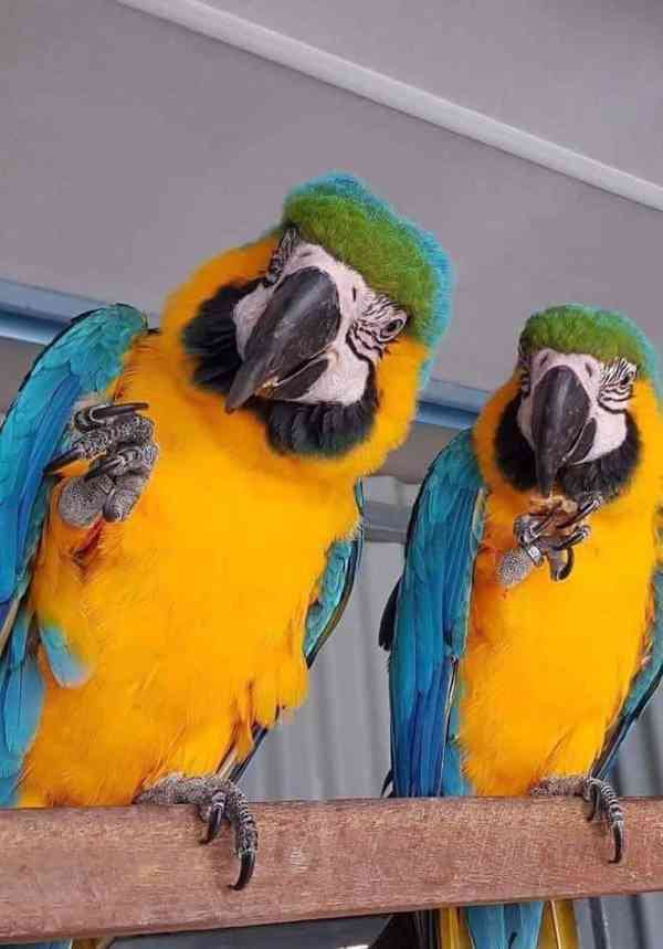macaw parrots - foto 1
