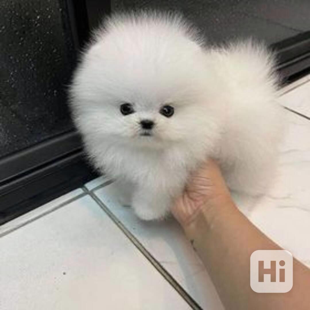 Krásná, bílá štěňata pomeraniana hledají dobrý domov. Jsou m - foto 1
