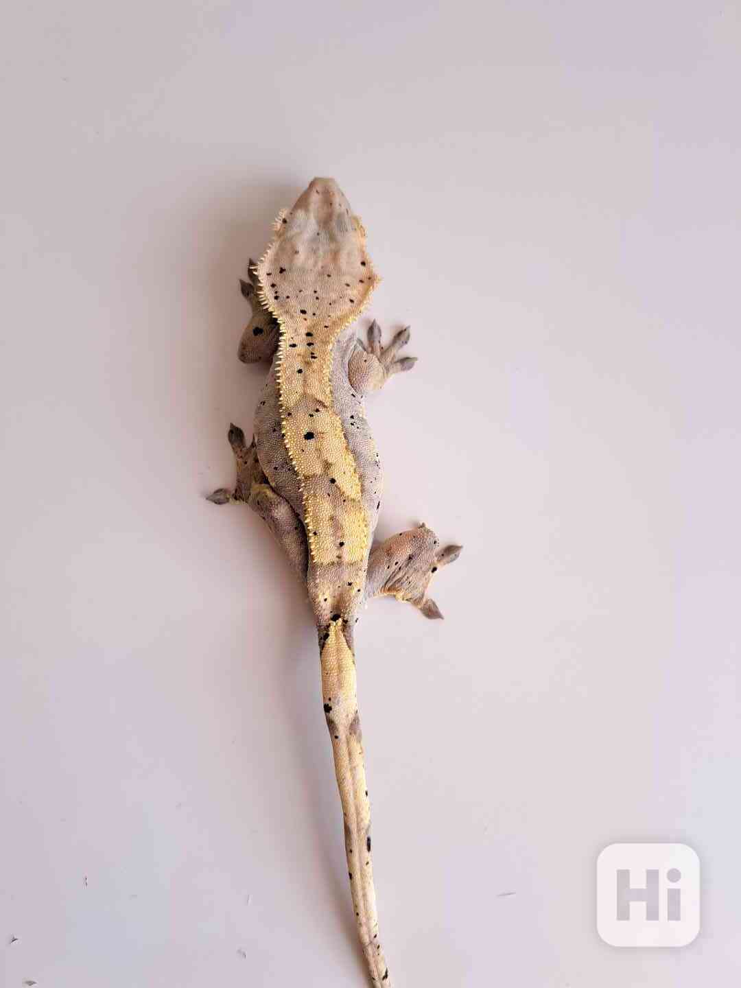 pagekon řasnatý - foto 1