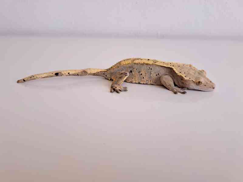 pagekon řasnatý - foto 2