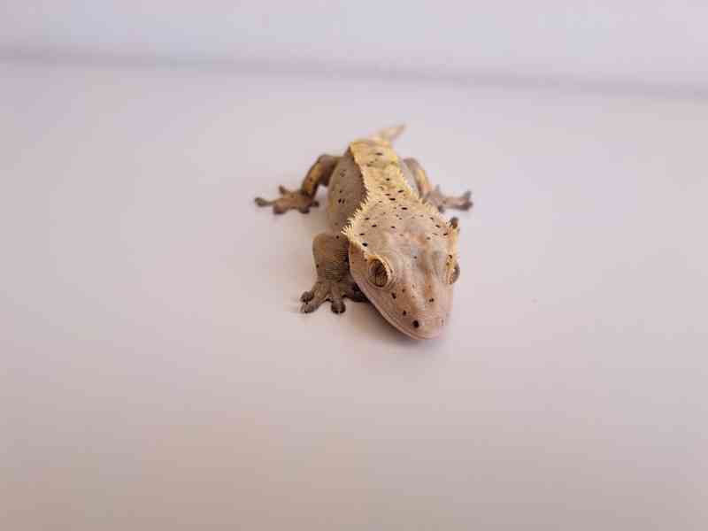 pagekon řasnatý - foto 3