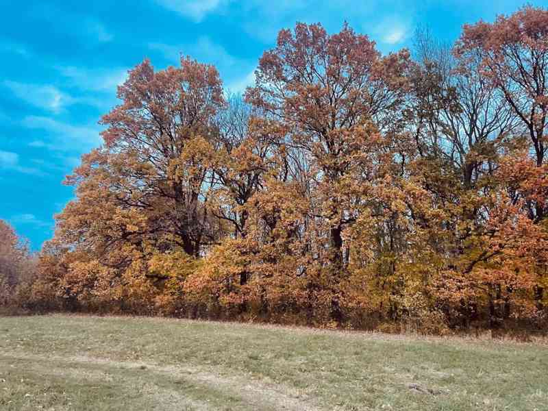 Lúka Malé Leváre, 26 385 m² pri Morave - foto 8