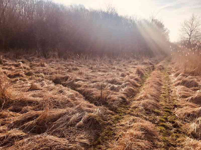 Lúka Malé Leváre, 26 385 m² pri Morave - foto 7