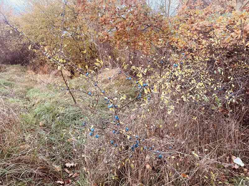 Lúka Malé Leváre, 26 385 m² pri Morave - foto 9