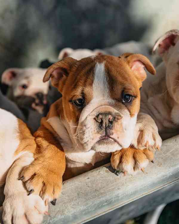 OKOUSLIVÁ ŠTĚŇATA ANGLICKÉHO BULLDOGŮ K ADOPCI ZDARMA - foto 1