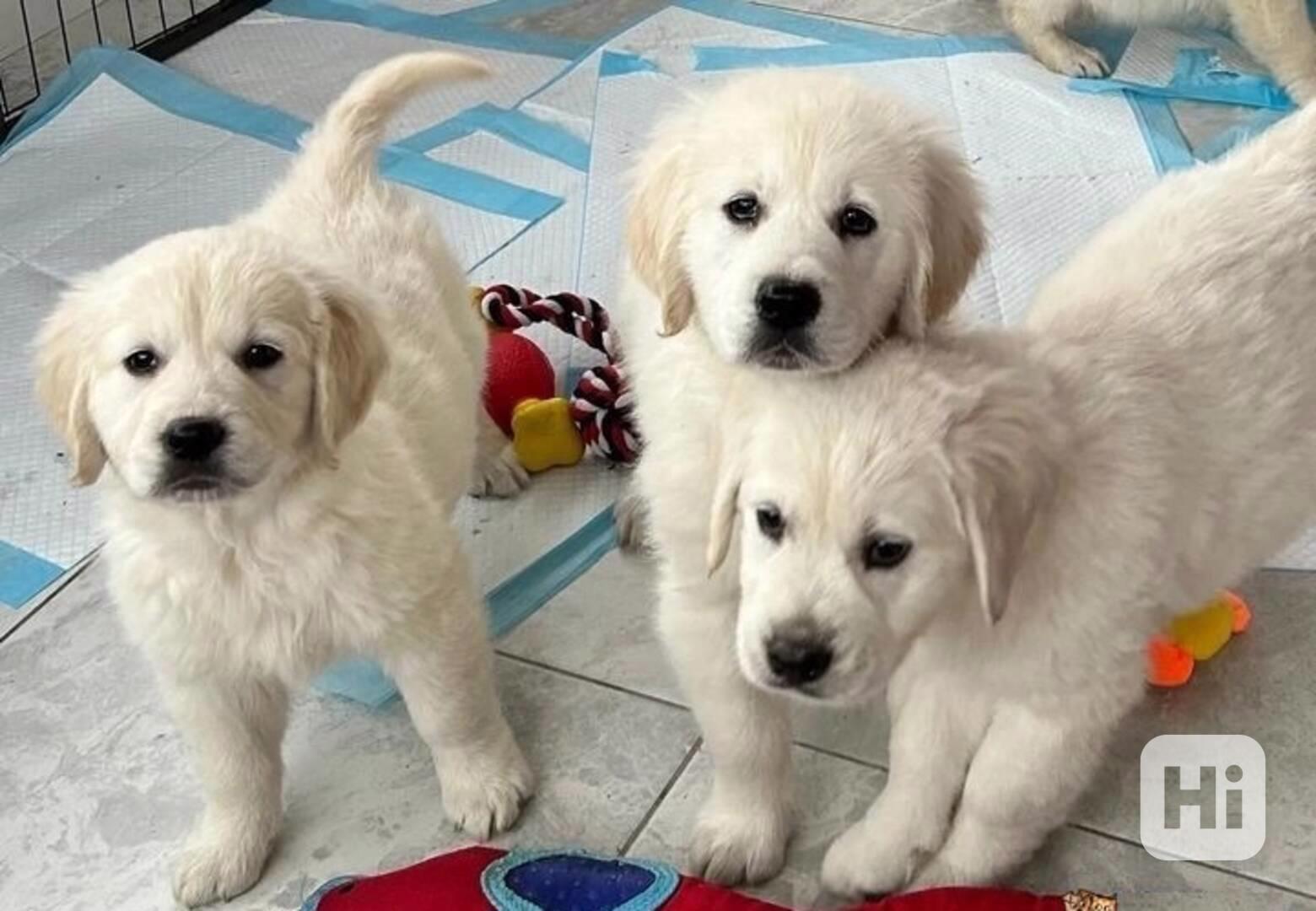 Okouzlující štěňata zlatého retrívra do dobrého domova - foto 1