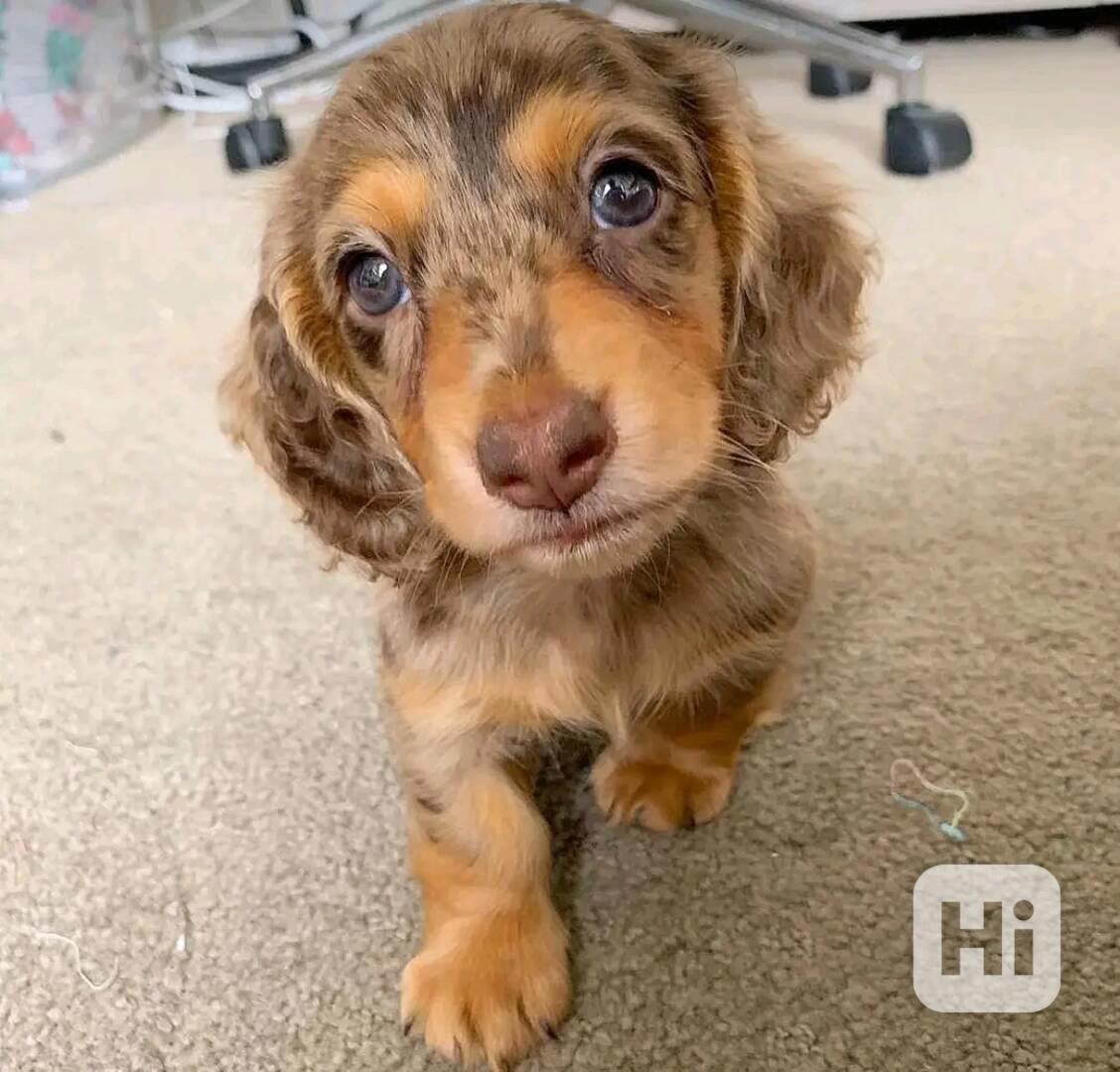 Štěňata jezevčíka samec a samice k adopci - foto 1