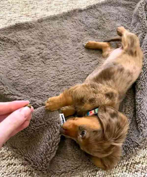 Štěňata jezevčíka samec a samice k adopci - foto 4