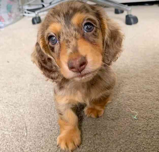 Štěňata jezevčíka samec a samice k adopci - foto 1