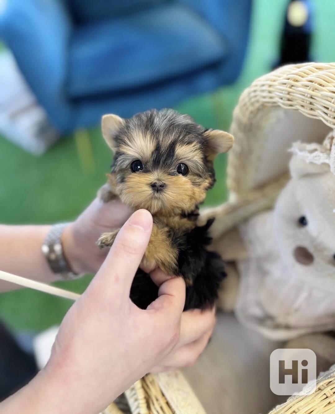 Yorkshirský terié - foto 1