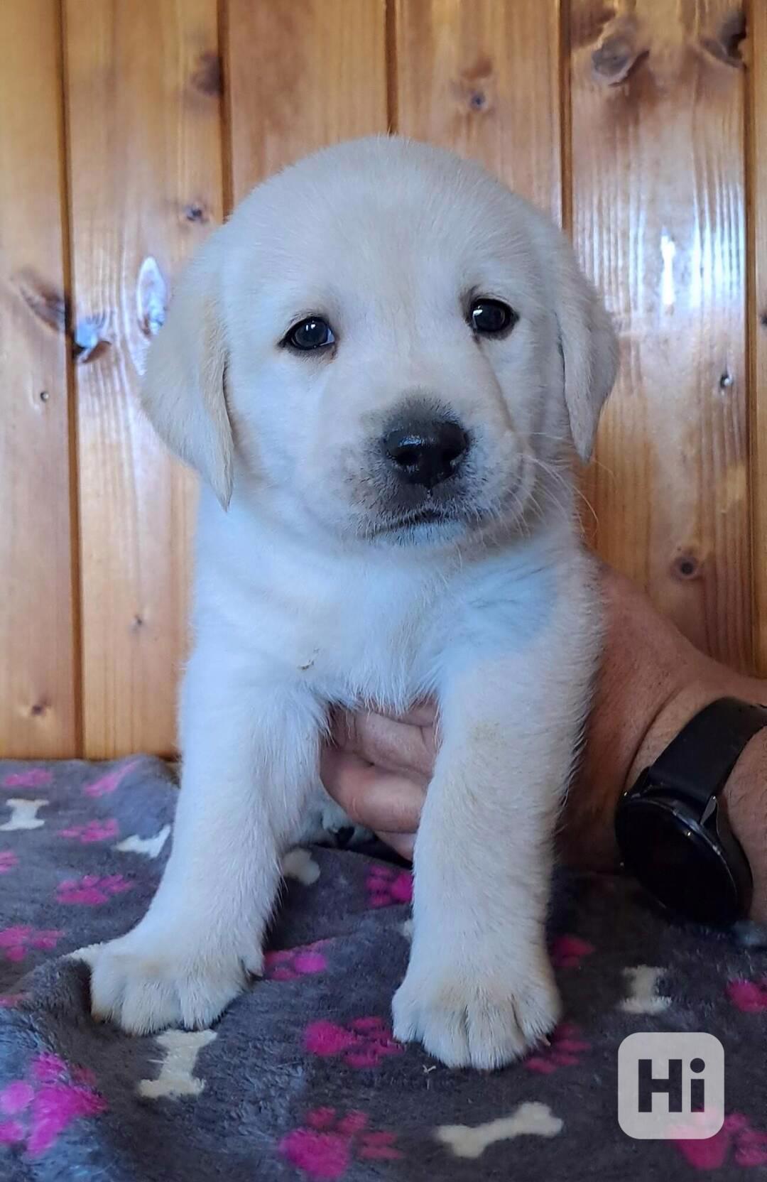 Labrador s PP - volný krásný pejsek - foto 1