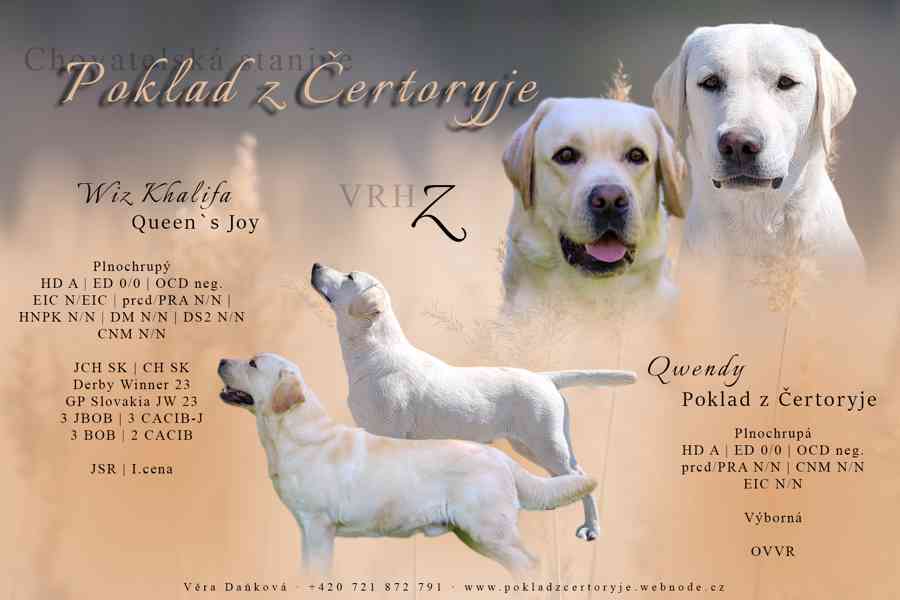 Labrador s PP - volný krásný pejsek - foto 2