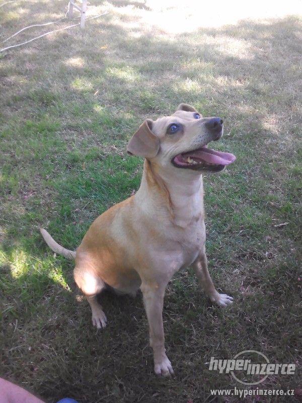 DARUJI FENKU KŘÍŽENCE - foto 1