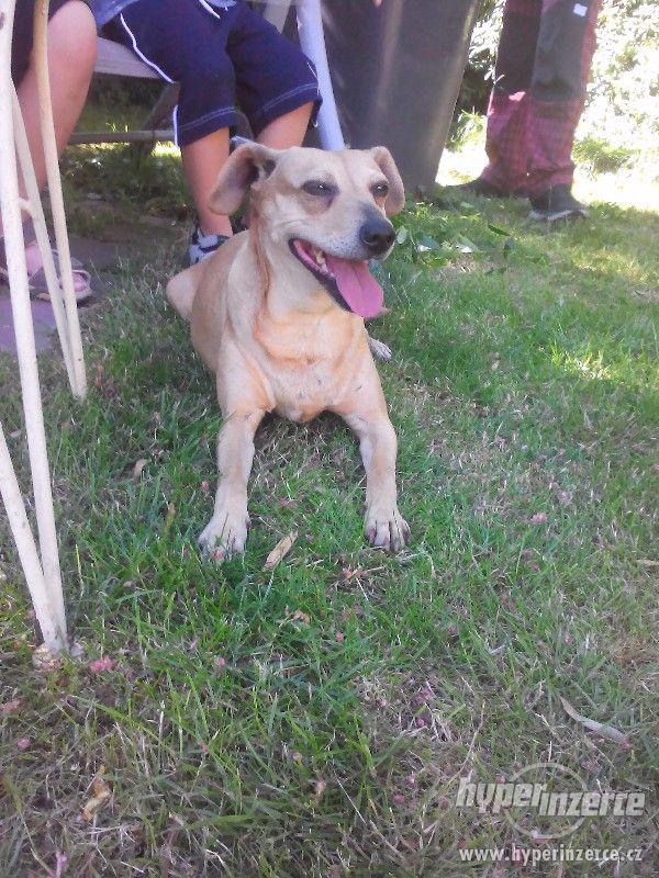 DARUJI FENKU KŘÍŽENCE - foto 2